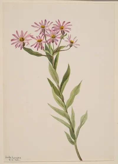 Aster Engelmann