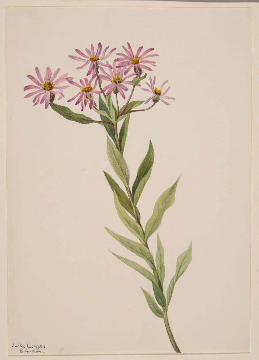 Aster Engelmann by Mary Vaux Walcott, born Philadelphia, PA 1860-died St. Andrews, New Brunswick, Canada 1940