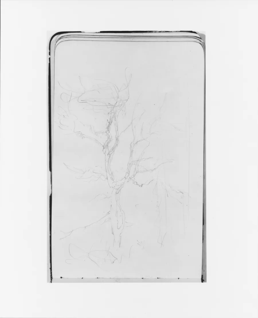 Tree Sketch (from Sketchbook) by Albert Bierstadt