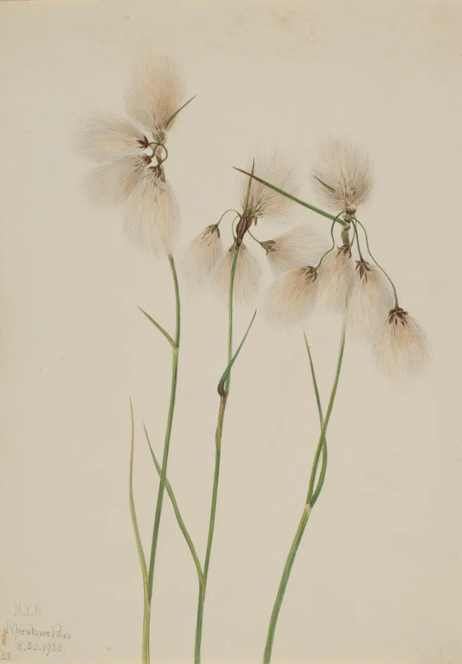 Tassel Cottongrass (Eriophorum angustifolium) by Mary Vaux Walcott, born Philadelphia, PA 1860-died St. Andrews, New Brunswick, Canada 1940