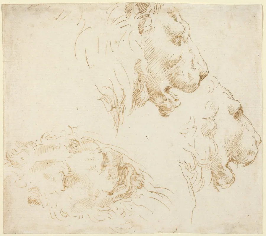 Studies of a Lion's Head by Stefano Della Bella