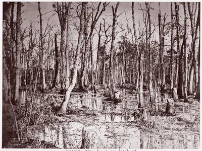 Swamp near Broadway Landing, Appomattox River