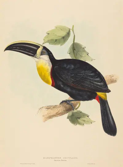 Osculant Toucan (Ramphastos osculans)