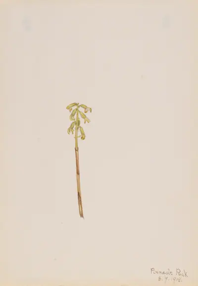 Corathorhiza corallorhiza