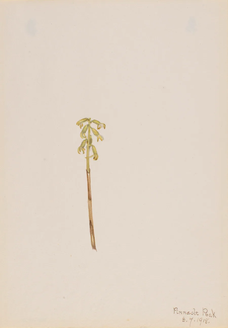 Corathorhiza corallorhiza by Mary Vaux Walcott, born Philadelphia, PA 1860-died St. Andrews, New Brunswick, Canada 1940
