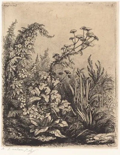 La petite berle aux liserons (Small Water-parsnip with Bindweed)