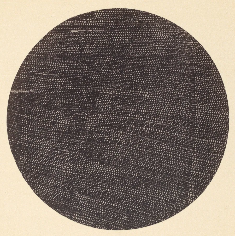 Microphotograph of Traverse Section of Wood (Salisburia) by Dr. Arthur Durham