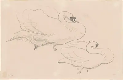 Studies of a Swan