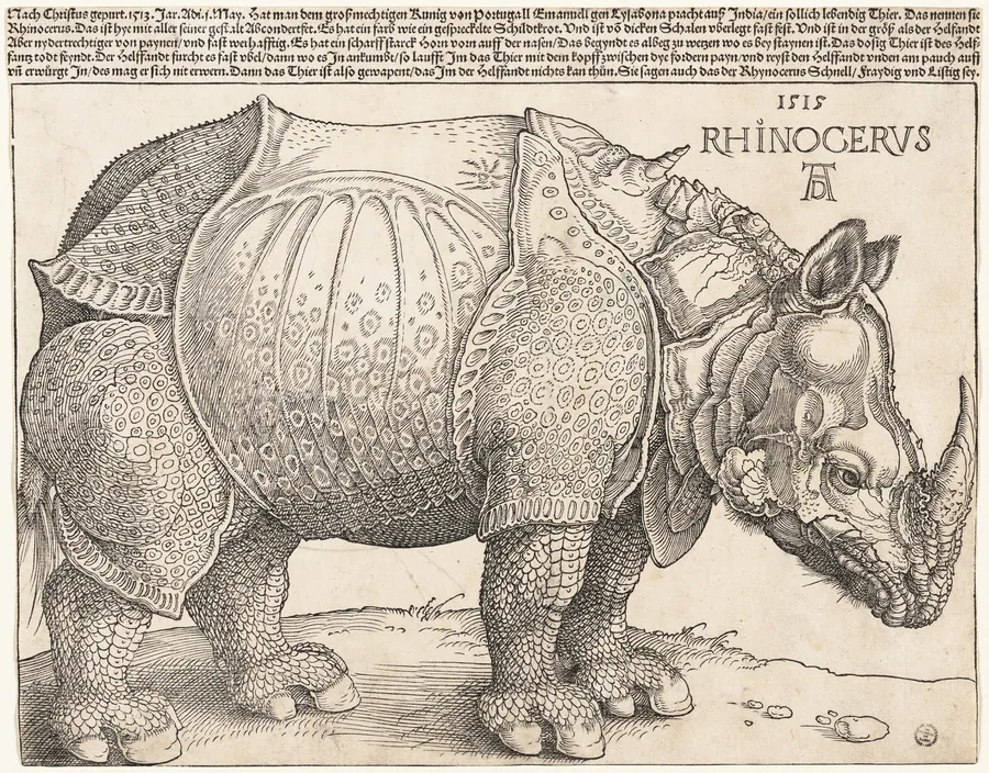 The Rhinoceros by Albrecht Dürer