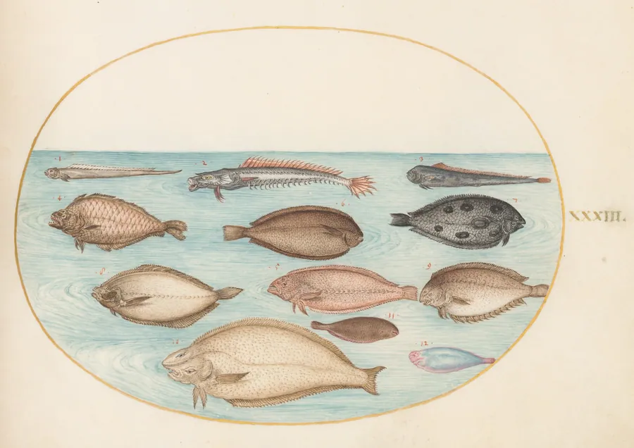 Plate 33: Sole and Other Flatfish with Bandfish(?) by Joris Hoefnagel