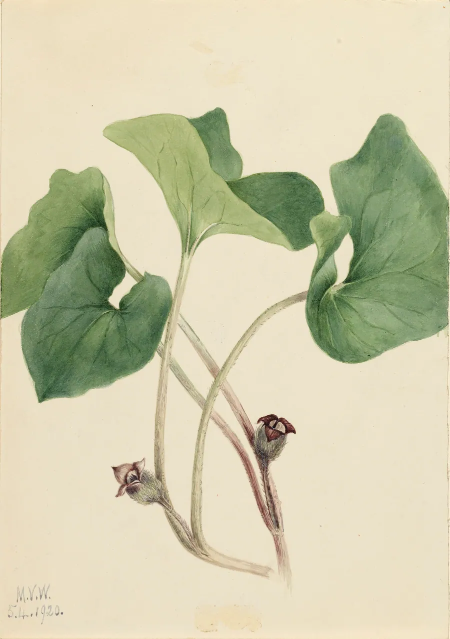Canada Wild Ginger (Asarum canadense) by Mary Vaux Walcott, born Philadelphia, PA 1860-died St. Andrews, New Brunswick, Canada 1940