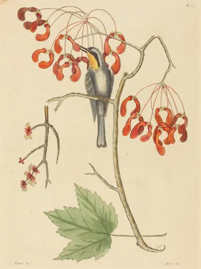 The Yellow Throated Creeper