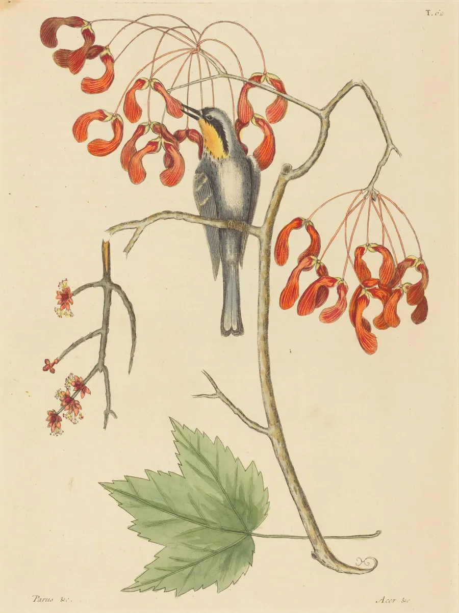 The Yellow Throated Creeper by Mark Catesby