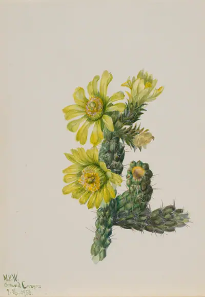 Cholla Opuntia whipplei