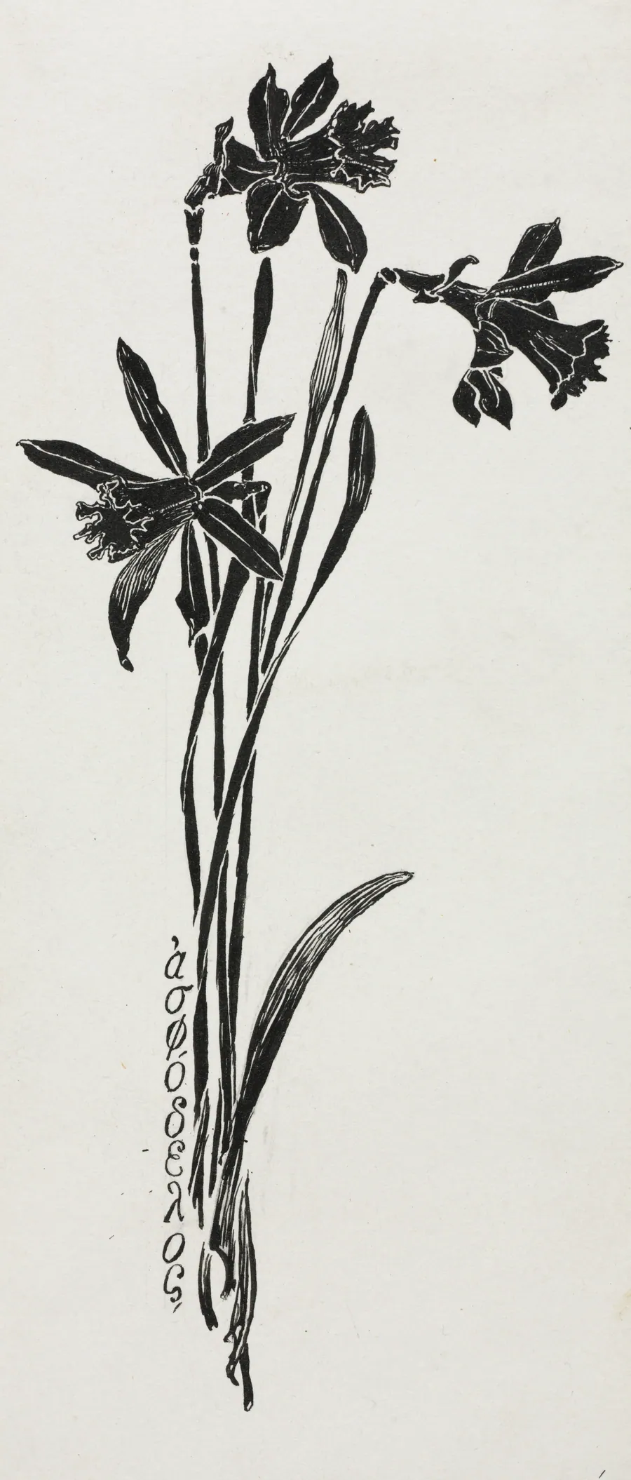 Daffodils by Harry Fenn