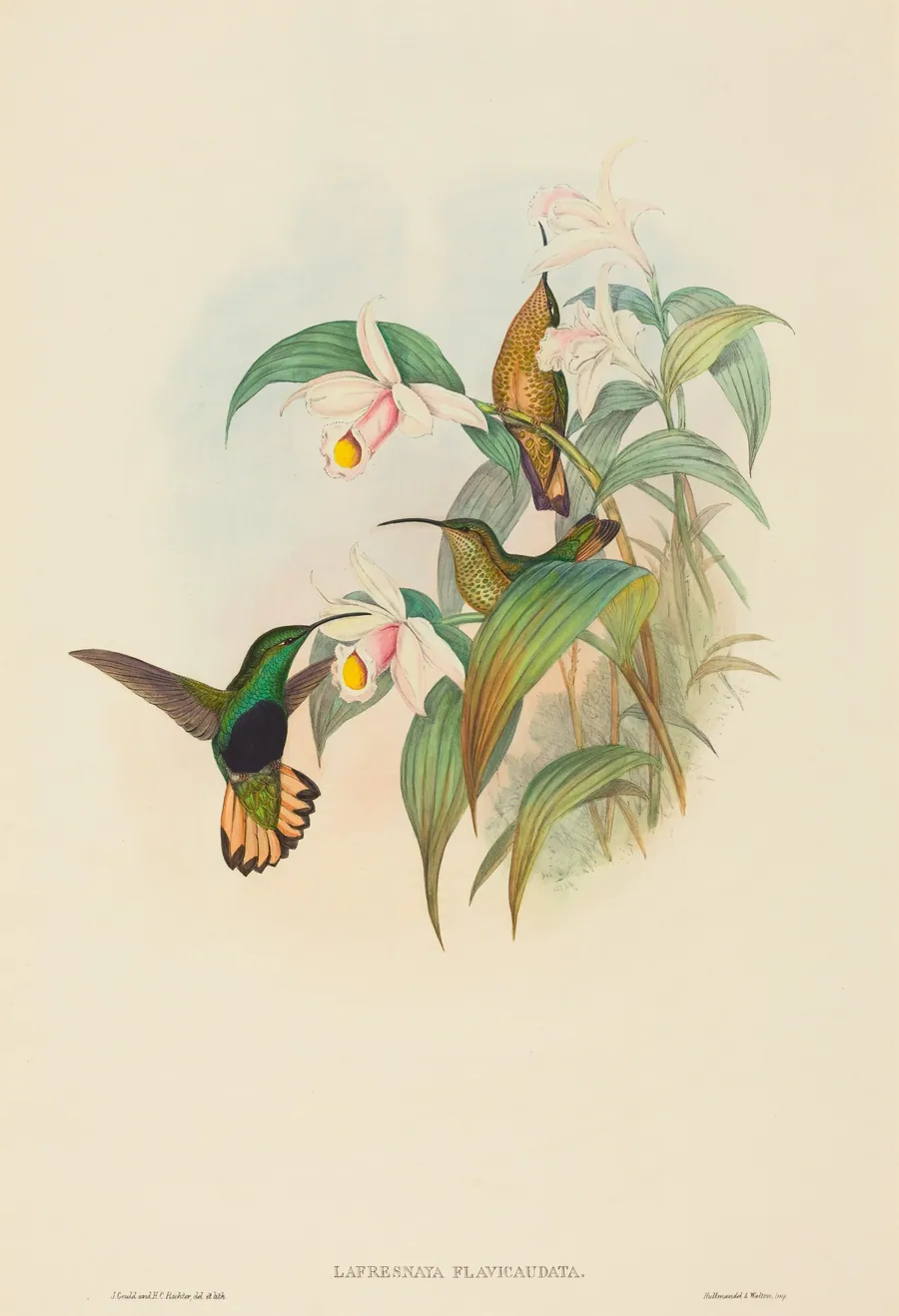 Lafresnaya flavicaudata (Buff-tailed Velvet-breast) by John Gould