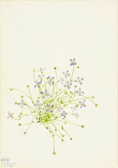 Bluets (Houstonia serpyllifolia)