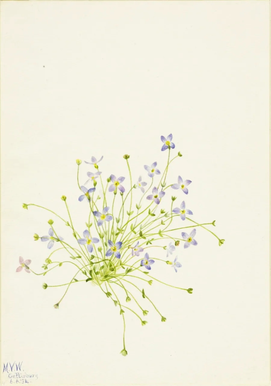 Bluets (Houstonia serpyllifolia) by Mary Vaux Walcott, born Philadelphia, PA 1860-died St. Andrews, New Brunswick, Canada 1940