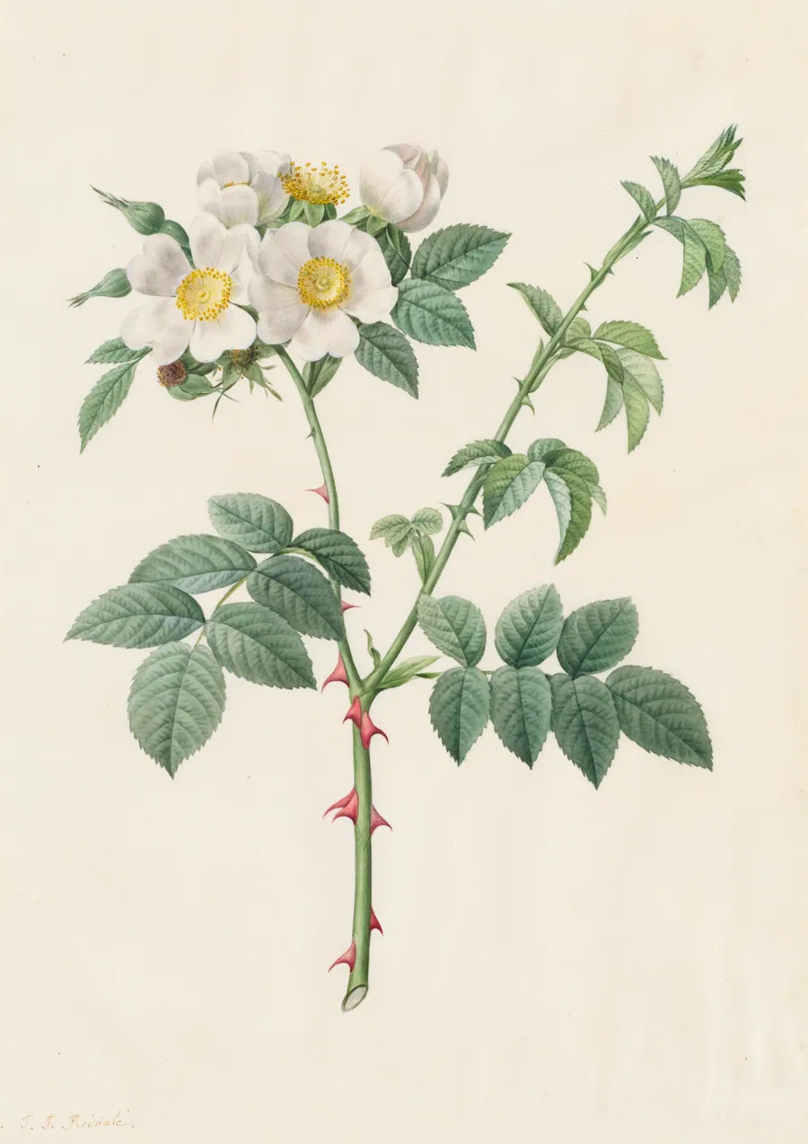 Brier Bush Rose or Dog Rose (Rosa Leucantha) by Pierre-Joseph Redouté