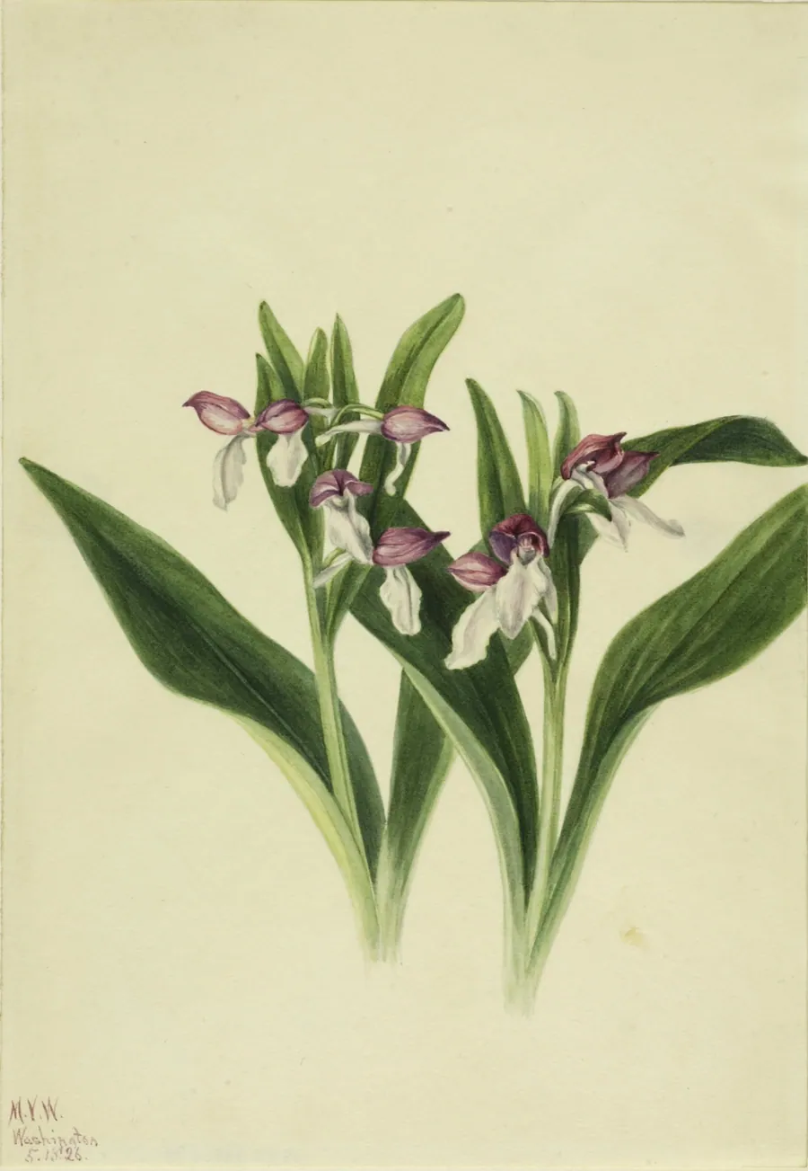 Showy Orchis (Orchis spectabilis) by Mary Vaux Walcott, born Philadelphia, PA 1860-died St. Andrews, New Brunswick, Canada 1940