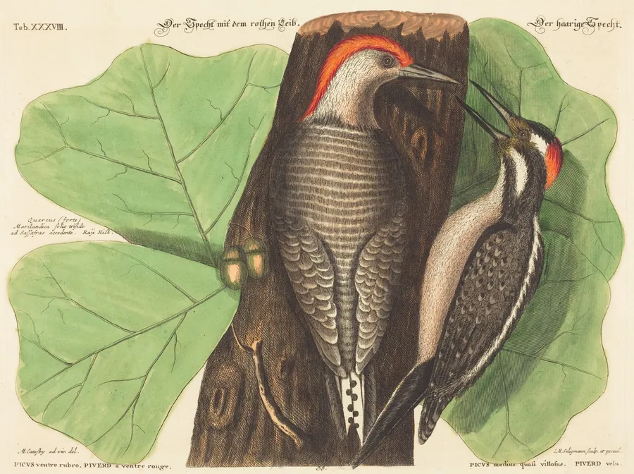 The Red Bellied Woodpecker (Picus Carolinus) by Johann Michael Seligmann