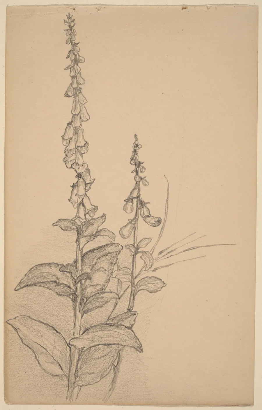 Foxgloves by Arthur B. Davies