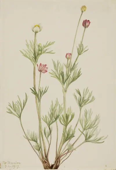 Globe Anemone (Anemone globosa)