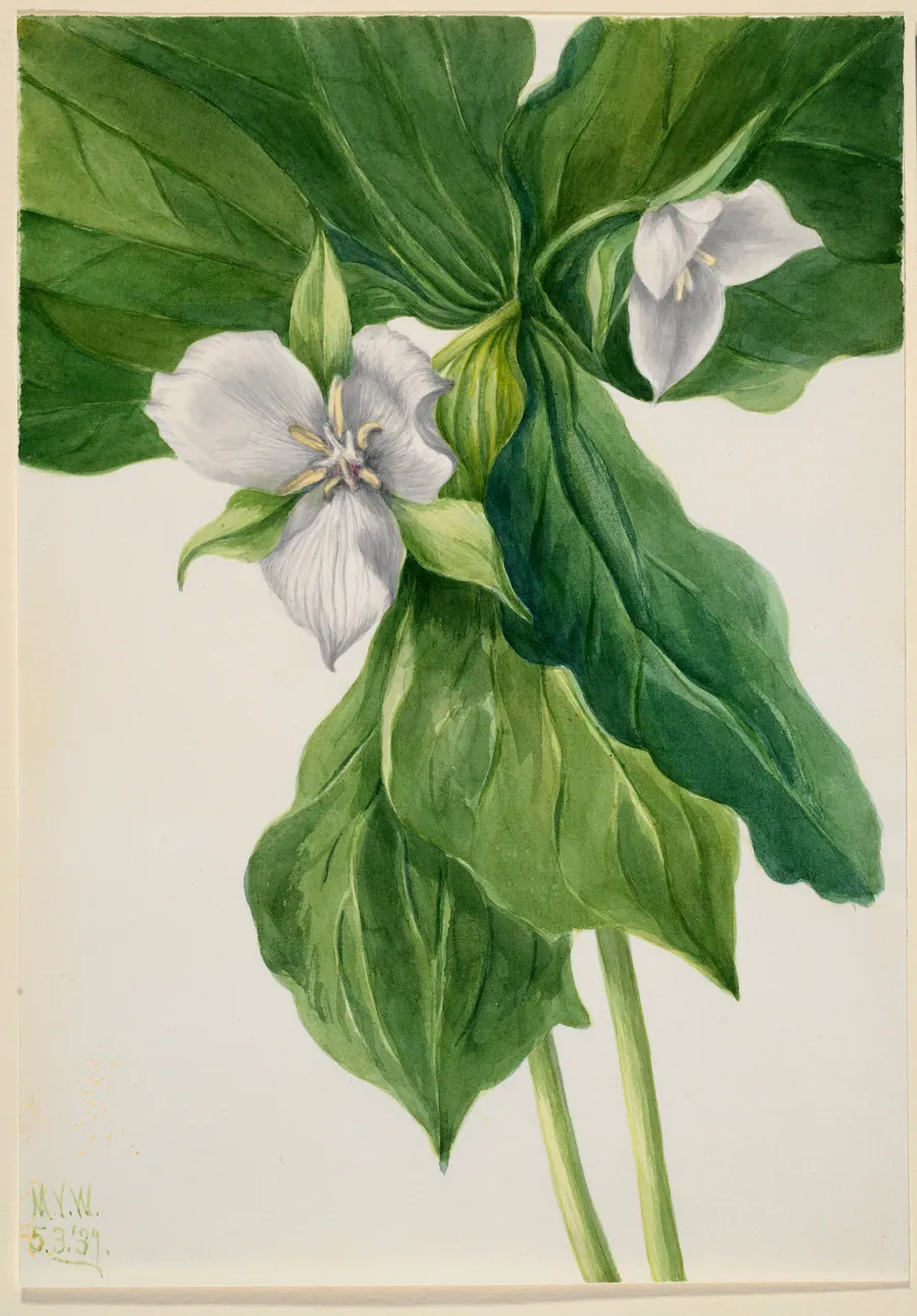 Wake-Robin (Trillium simile) by Mary Vaux Walcott, born Philadelphia, PA 1860-died St. Andrews, New Brunswick, Canada 1940