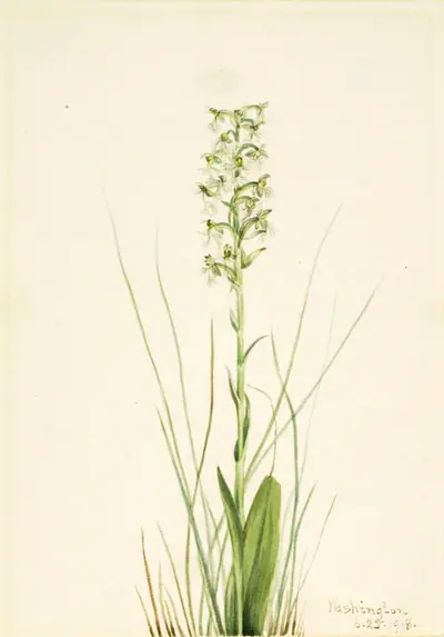 Ragged Fringe-orchid (Habenaria lacera)