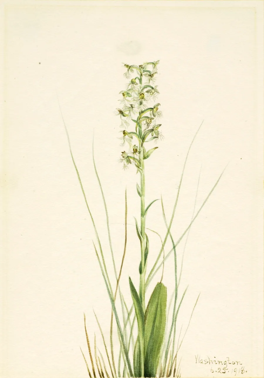 Ragged Fringe-orchid (Habenaria lacera) by Mary Vaux Walcott, born Philadelphia, PA 1860-died St. Andrews, New Brunswick, Canada 1940
