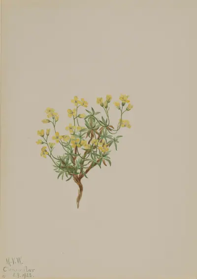 Yellow Willow Grass