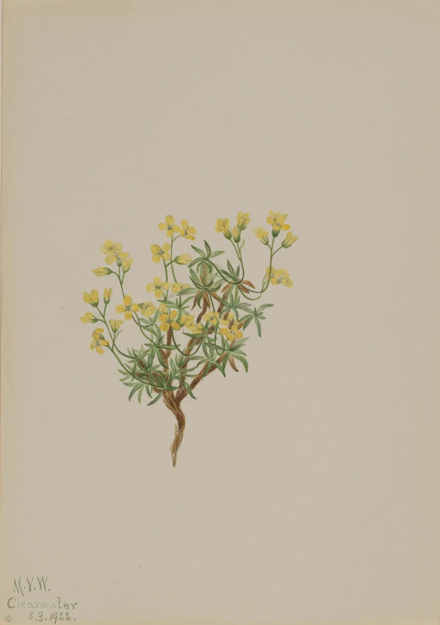 Yellow Willow Grass by Mary Vaux Walcott, born Philadelphia, PA 1860-died St. Andrews, New Brunswick, Canada 1940