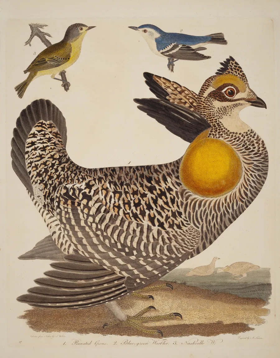 Pinnated Grous, Blue-green Warbler, and Nashville Warbler by Alexander Lawson