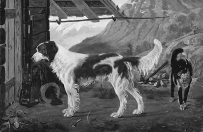 To hunde i et bjerglandskab