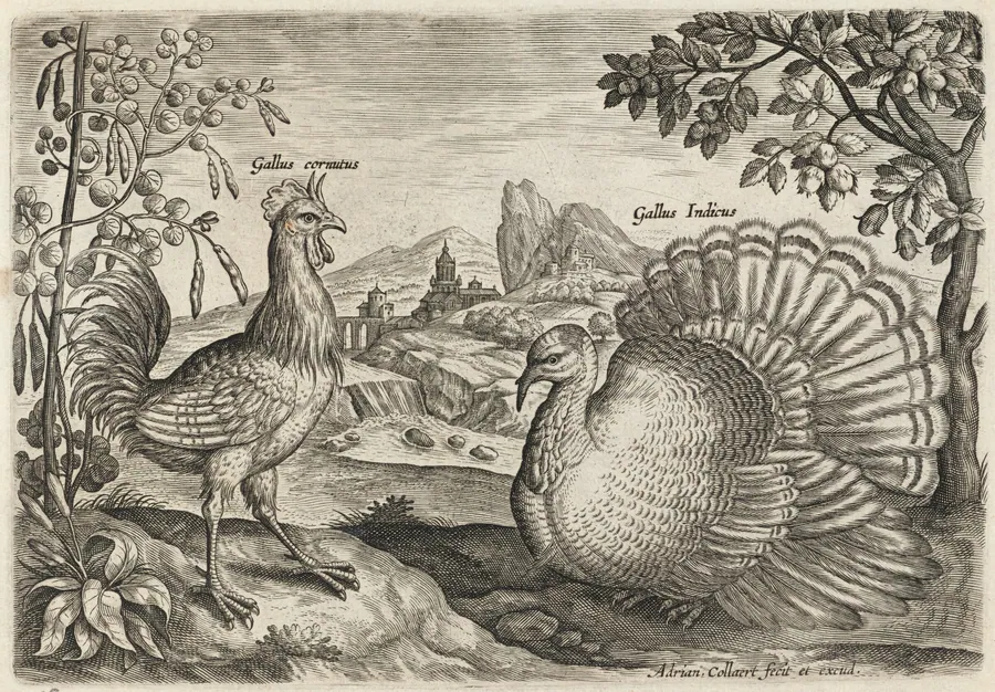 Horned Cock and Turkey by Adriaen Collaert