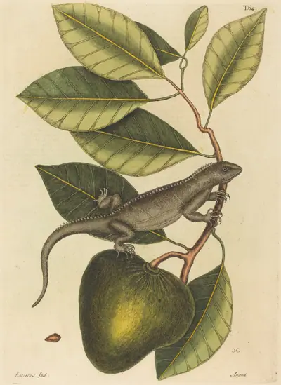 The Guana (Lacerta Iguana)