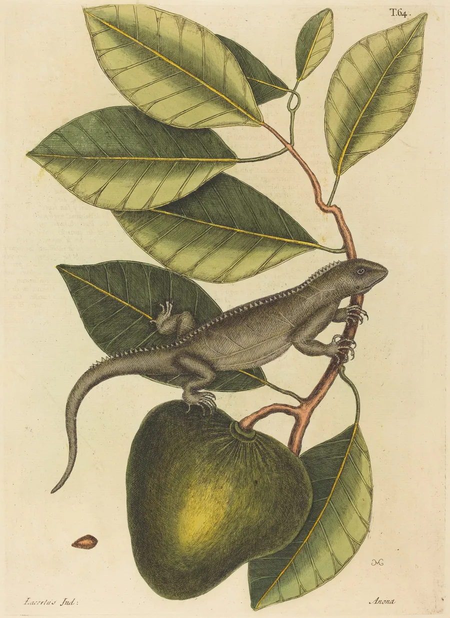 The Guana (Lacerta Iguana) by Mark Catesby
