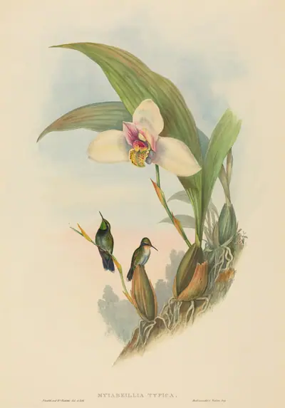 Myiabeillia typica (Abeille's Hummingbird)