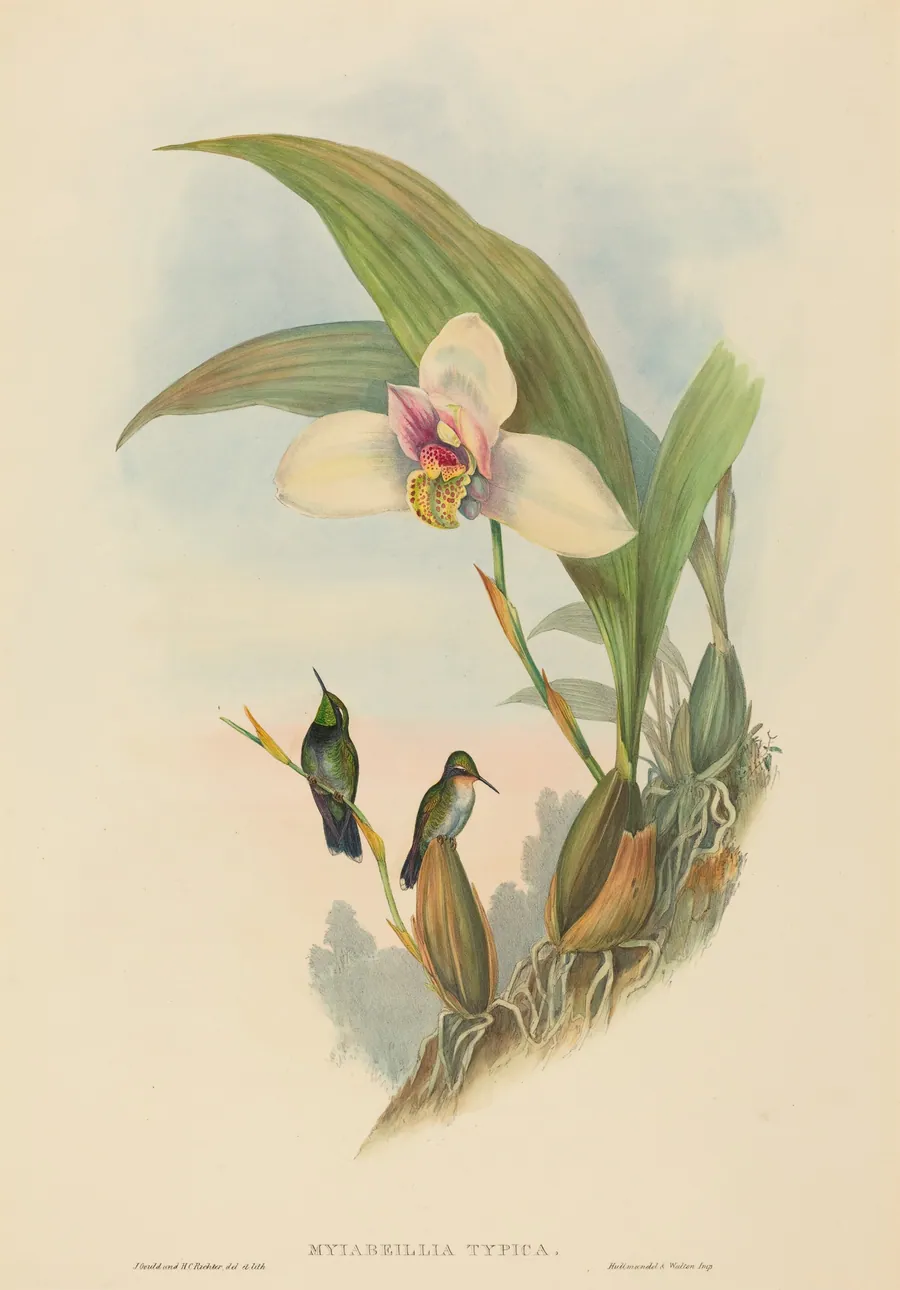 Myiabeillia typica (Abeille's Hummingbird) by John Gould