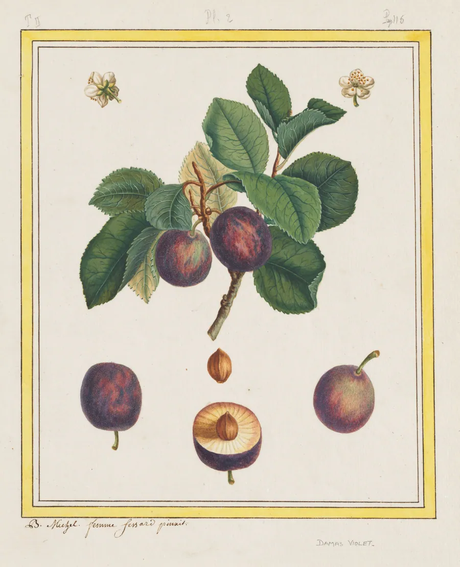 Damascus Plum by B. Michel