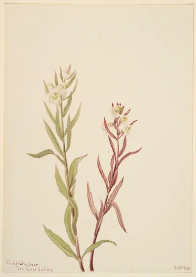 Pedicularis raremosa