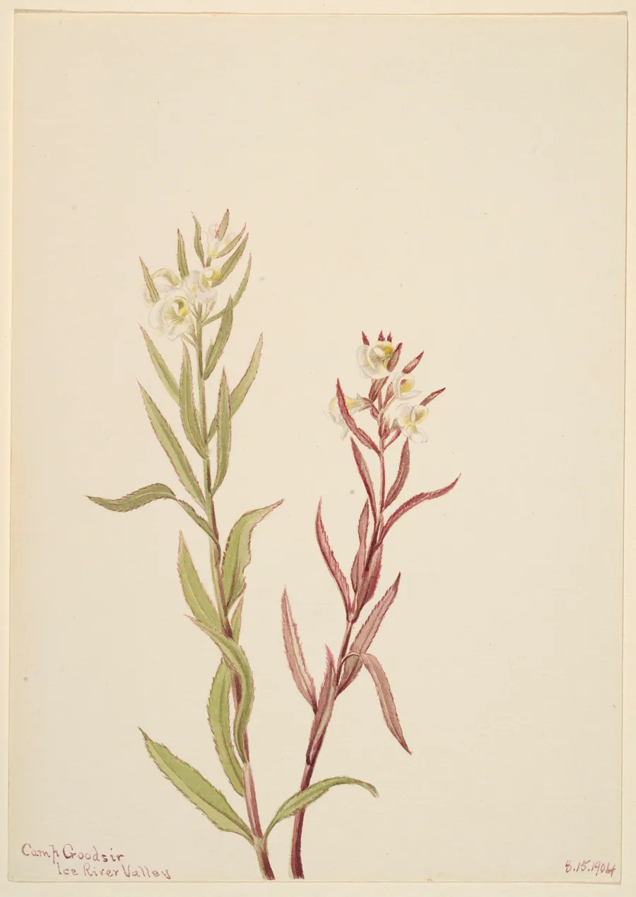 Pedicularis raremosa by Mary Vaux Walcott, born Philadelphia, PA 1860-died St. Andrews, New Brunswick, Canada 1940