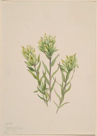White Indian Paintbrush (Castilleja occidentalis)