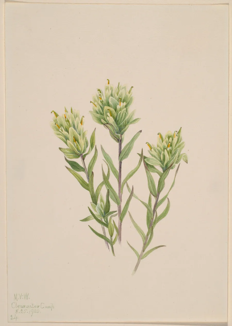 White Indian Paintbrush (Castilleja occidentalis) by Mary Vaux Walcott, born Philadelphia, PA 1860-died St. Andrews, New Brunswick, Canada 1940