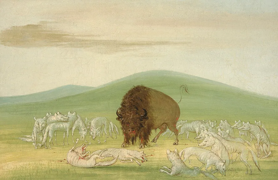 Wounded Buffalo Bull Surrounded by White Wolves by George Catlin, born Wilkes-Barre, PA 1796-died Jersey City, NJ 1872