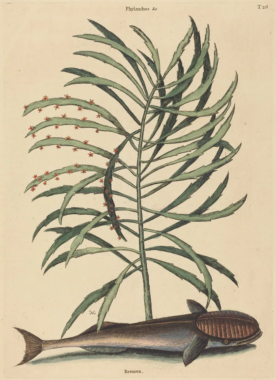 The Sucking Fish (Echeneis Naucratis) by Mark Catesby