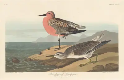 Red-breasted Sandpiper