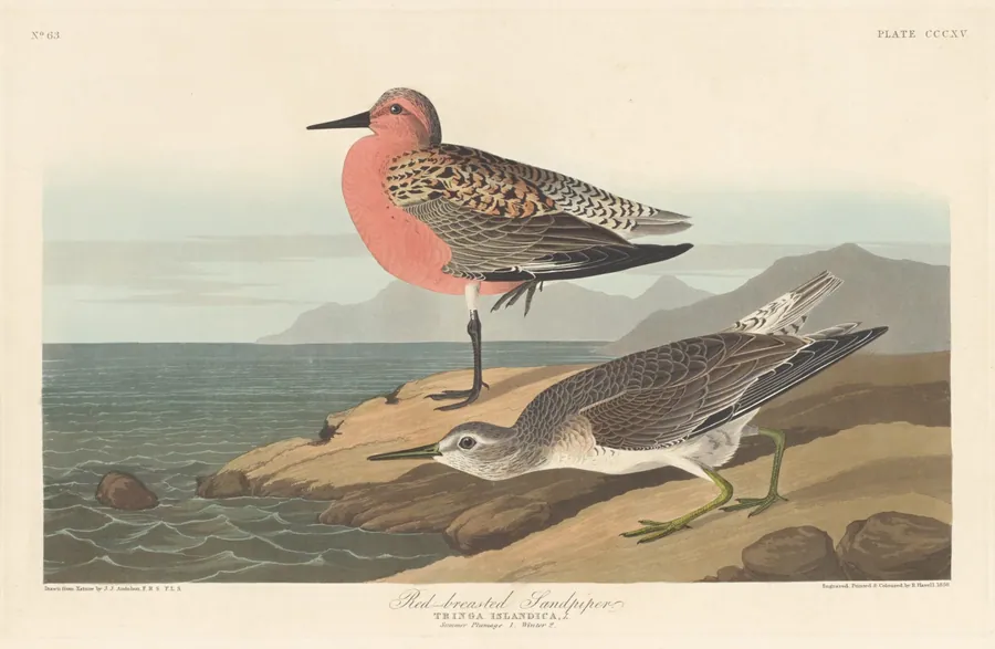 Red-breasted Sandpiper by Robert Havell, Jr.