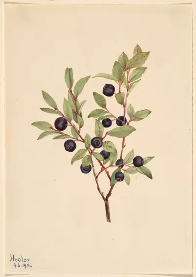 Big Whortleberry (Vaccinium membranaceum)
