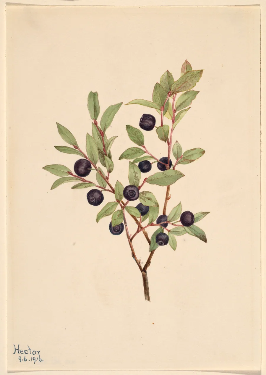 Big Whortleberry (Vaccinium membranaceum) by Mary Vaux Walcott, born Philadelphia, PA 1860-died St. Andrews, New Brunswick, Canada 1940